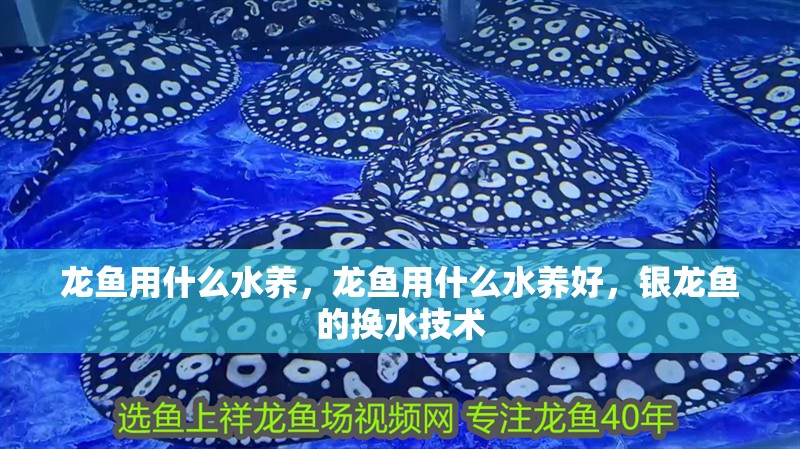 龍魚用什么水養(yǎng)，龍魚用什么水養(yǎng)好，銀龍魚的換水技術(shù)