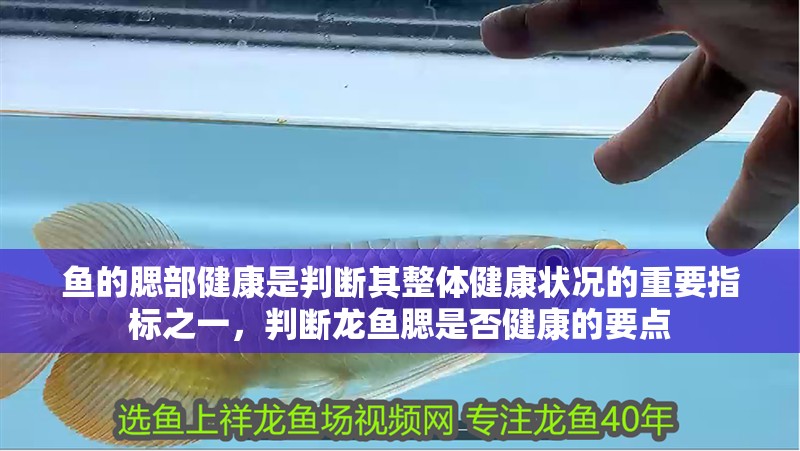 魚的腮部健康是判斷其整體健康狀況的重要指標(biāo)之一，判斷龍魚腮是否健康的要點(diǎn)