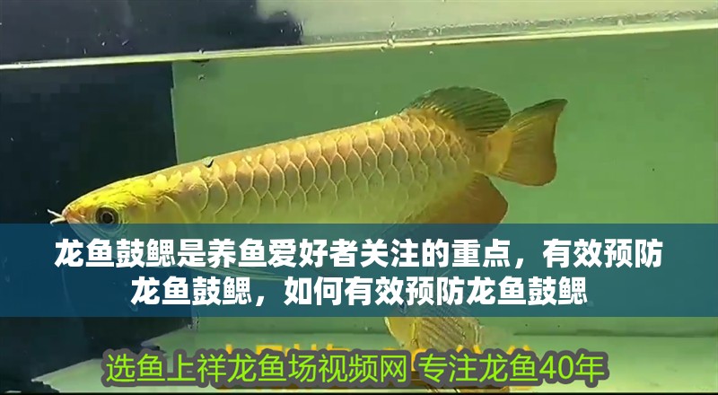 龍魚鼓鰓是養魚愛好者關注的重點，有效預防龍魚鼓鰓，如何有效預防龍魚鼓鰓