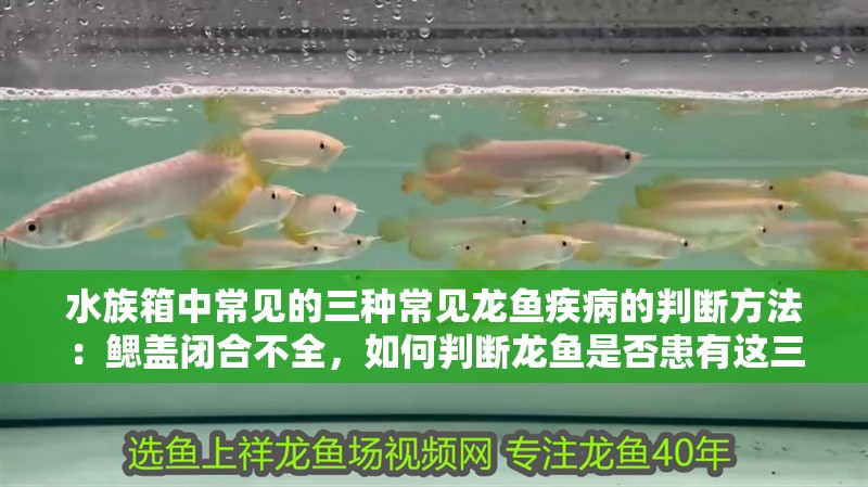 水族箱中常見的三種常見龍魚疾病的判斷方法：鰓蓋閉合不全，如何判斷龍魚是否患有這三種疾病