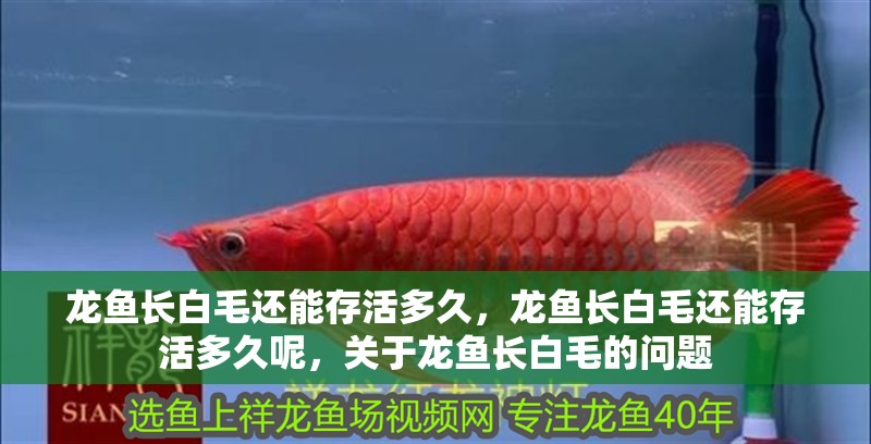 龍魚長白毛還能存活多久，龍魚長白毛還能存活多久呢，關(guān)于龍魚長白毛的問題