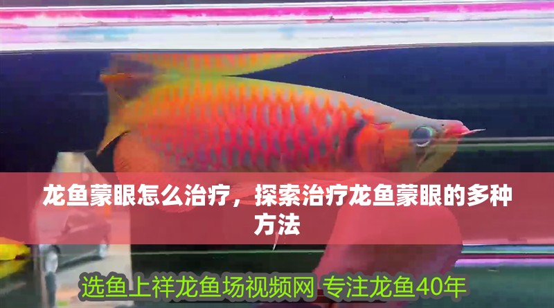 龍魚蒙眼怎么治療，探索治療龍魚蒙眼的多種方法