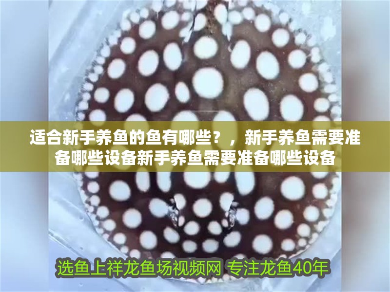 適合新手養魚的魚有哪些？，新手養魚需要準備哪些設備新手養魚需要準備哪些設備