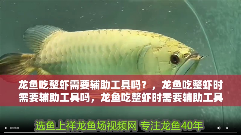 龍魚吃整蝦需要輔助工具嗎？，龍魚吃整蝦時需要輔助工具嗎，龍魚吃整蝦時需要輔助工具