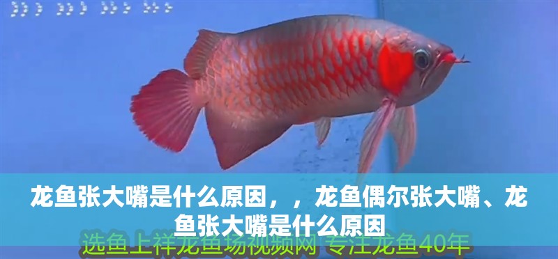 龍魚(yú)張大嘴是什么原因，，龍魚(yú)偶爾張大嘴、龍魚(yú)張大嘴是什么原因