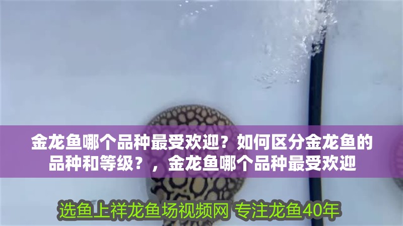 金龍魚哪個品種最受歡迎？如何區分金龍魚的品種和等級？，金龍魚哪個品種最受歡迎