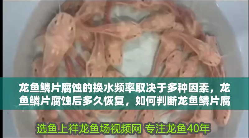 龍魚(yú)鱗片腐蝕的換水頻率取決于多種因素，龍魚(yú)鱗片腐蝕后多久恢復(fù)，如何判斷龍魚(yú)鱗片腐蝕后多久會(huì)恢復(fù)？