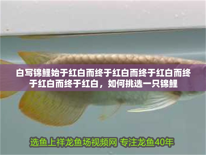 白寫錦鯉始于紅白而終于紅白而終于紅白而終于紅白而終于紅白，如何挑選一只錦鯉