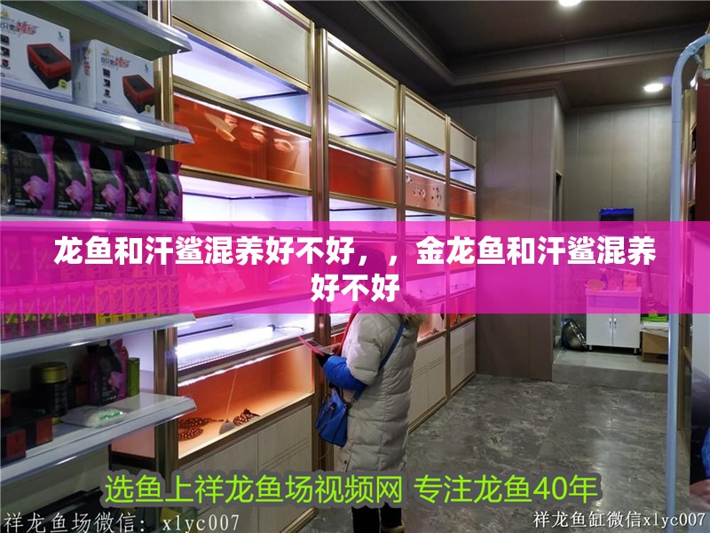 龍魚和汗鯊混養好不好，，金龍魚和汗鯊混養好不好