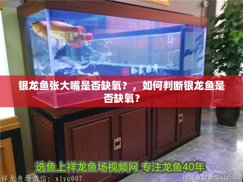 銀龍魚張大嘴是否缺氧？，如何判斷銀龍魚是否缺氧？