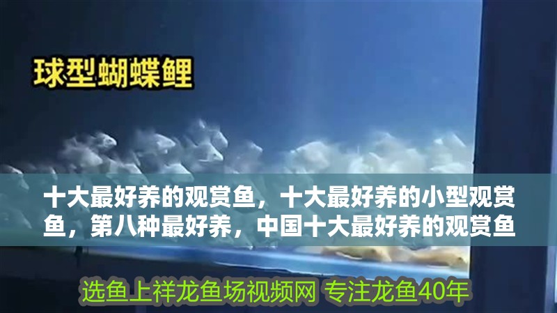 十大最好養的觀賞魚，十大最好養的小型觀賞魚，第八種最好養，中國十大最好養的觀賞魚