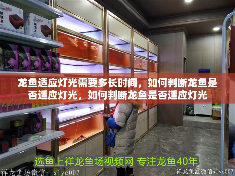 龍魚(yú)適應(yīng)燈光需要多長(zhǎng)時(shí)間，如何判斷龍魚(yú)是否適應(yīng)燈光，如何判斷龍魚(yú)是否適應(yīng)燈光
