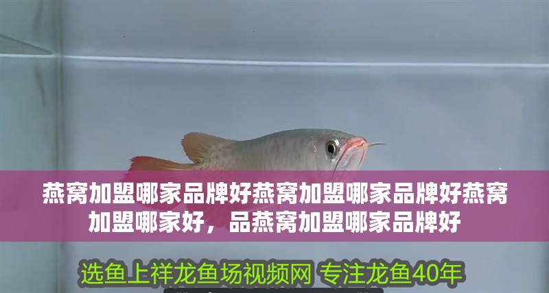 燕窩加盟哪家品牌好燕窩加盟哪家品牌好燕窩加盟哪家好，品燕窩加盟哪家品牌好