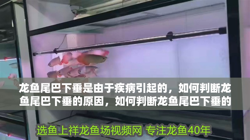 龍魚尾巴下垂是由于疾病引起的，如何判斷龍魚尾巴下垂的原因，如何判斷龍魚尾巴下垂的原因？如何判斷龍魚尾巴下垂會自愈嗎？
