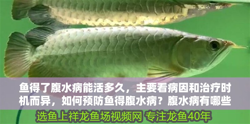 魚得了腹水病能活多久，主要看病因和治療時(shí)機(jī)而異，如何預(yù)防魚得腹水病？腹水病有哪些治療方法？ 魚得了腹水病能活多久，主要看病因和治療時(shí)機(jī)而異，如何預(yù)防魚得腹水病？腹水病有哪些治療方法？ 龍魚百科