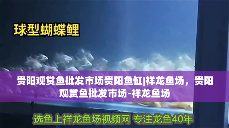 魚缸用增氧泵價格是多少:魚缸增氧機-xtrac增氧機-xtrac增氧機 貴陽觀賞魚批發市場貴陽魚缸|祥龍魚場,貴陽觀賞魚批發市場-祥龍魚場 vs祥龍魚場 貴陽觀賞魚批發市場貴陽魚缸|祥龍魚場,貴陽觀賞魚批發市場-祥龍魚場 貴陽觀賞魚批發市場貴陽魚缸|祥龍魚場,貴陽觀賞魚批發市場-祥龍魚場 vs祥龍魚場