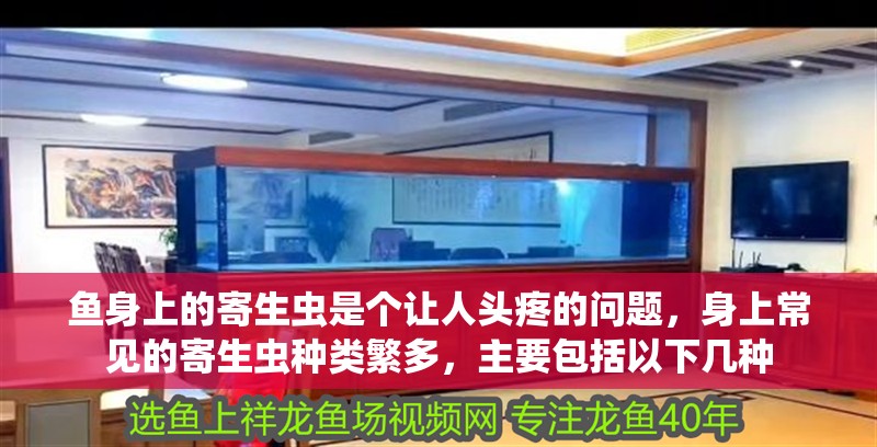 魚身上的寄生蟲是個(gè)讓人頭疼的問題，身上常見的寄生蟲種類繁多，主要包括以下幾種