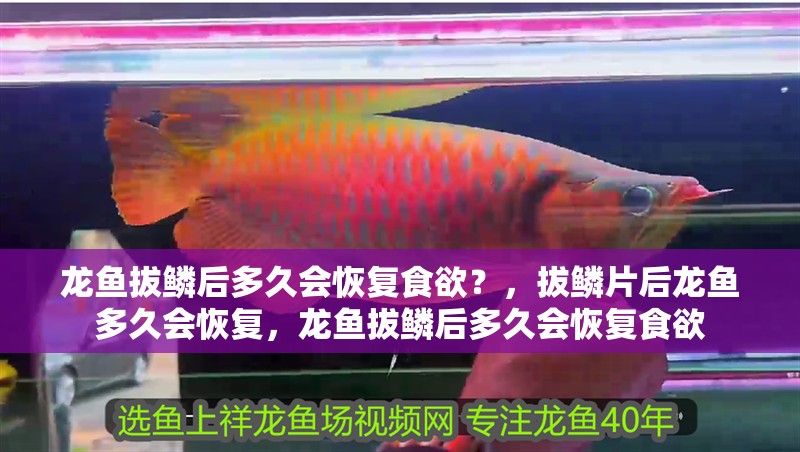 龍魚拔鱗后多久會恢復食欲？，拔鱗片后龍魚多久會恢復，龍魚拔鱗后多久會恢復食欲