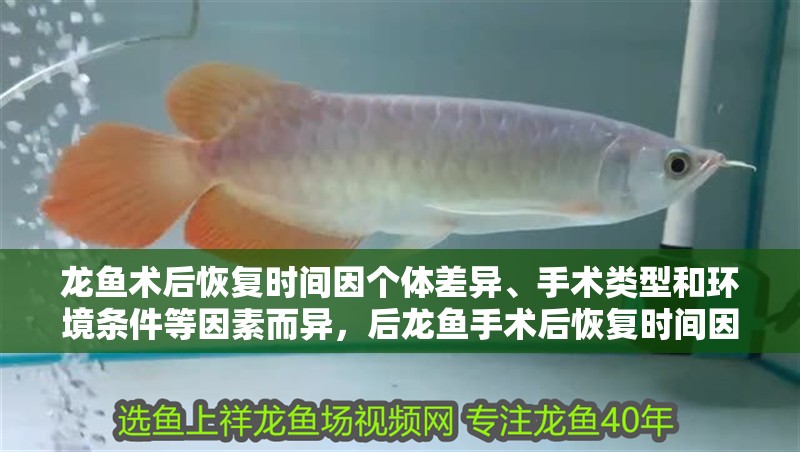 龍魚術后恢復時間因個體差異、手術類型和環境條件等因素而異，后龍魚手術后恢復時間因個體差異、手術類型和環境條件等因素而異