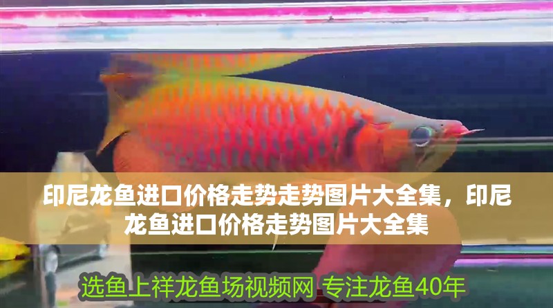 印尼龍魚進口價格走勢走勢圖片大全集，印尼龍魚進口價格走勢圖片大全集