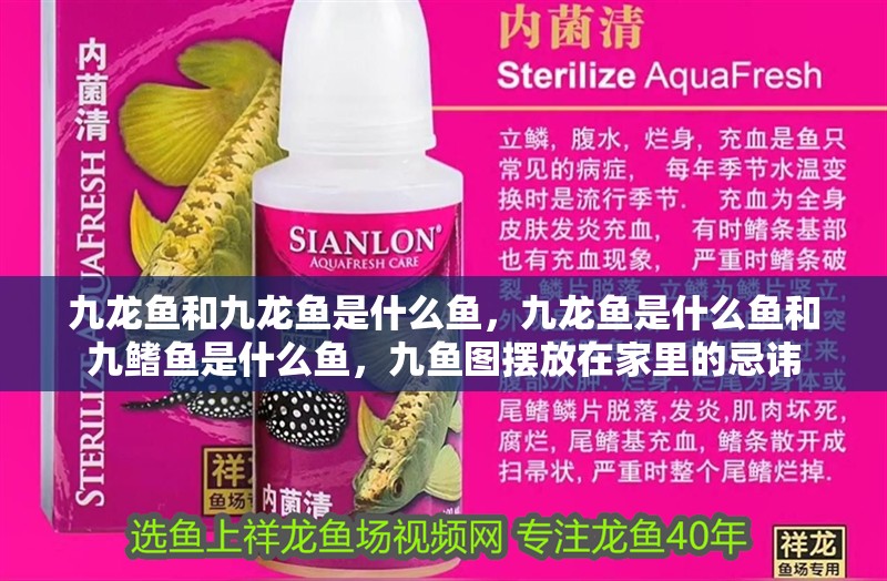 九龍魚和九龍魚是什么魚，九龍魚是什么魚和九鰭魚是什么魚，九魚圖擺放在家里的忌諱