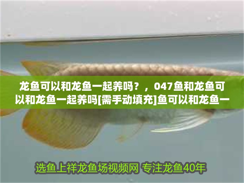 龍魚可以和龍魚一起養嗎？，047魚和龍魚可以和龍魚一起養嗎[需手動填充]魚可以和龍魚一起養嗎 龍魚可以和龍魚一起養嗎？，047魚和龍魚可以和龍魚一起養嗎[需手動填充]魚可以和龍魚一起養嗎 觀賞魚百科