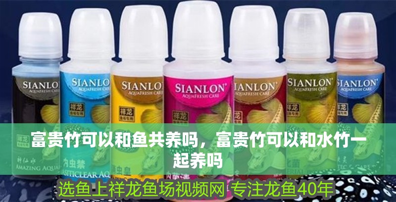 富貴竹可以和魚共養嗎，富貴竹可以和水竹一起養嗎