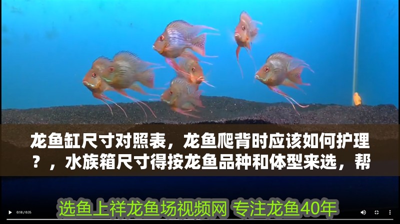 龍魚缸尺寸對照表，龍魚爬背時應該如何護理？，水族箱尺寸得按龍魚品種和體型來選，幫你判斷龍魚是否健康