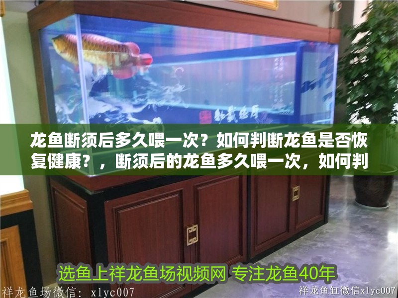 龍魚(yú)斷須后多久喂一次？如何判斷龍魚(yú)是否恢復(fù)健康？，斷須后的龍魚(yú)多久喂一次，如何判斷龍魚(yú)是否恢復(fù)健康