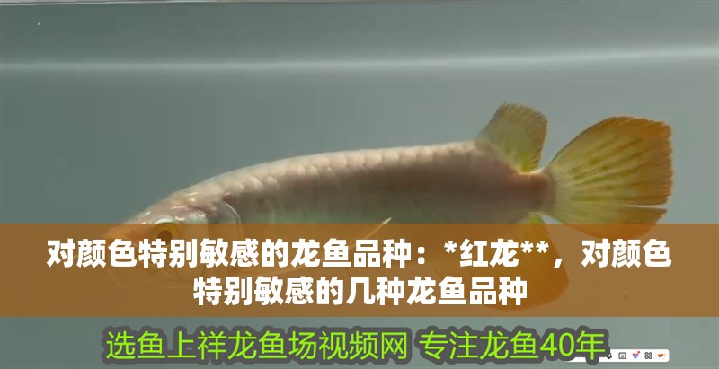 對顏色特別敏感的龍魚品種：*紅龍**，對顏色特別敏感的幾種龍魚品種