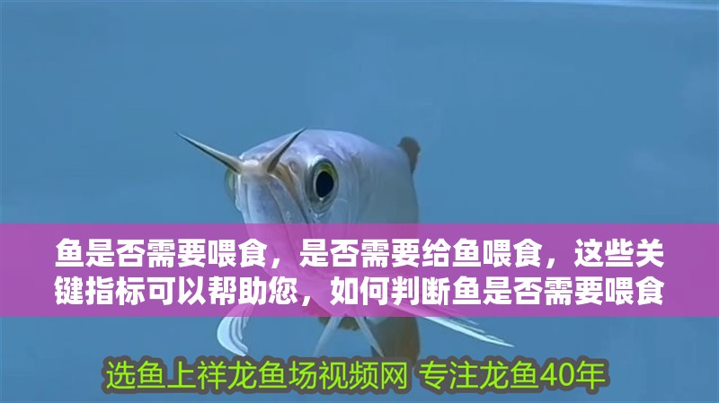 魚是否需要喂食，是否需要給魚喂食，這些關鍵指標可以幫助您，如何判斷魚是否需要喂食 魚是否需要喂食，是否需要給魚喂食，這些關鍵指標可以幫助您，如何判斷魚是否需要喂食 龍魚百科