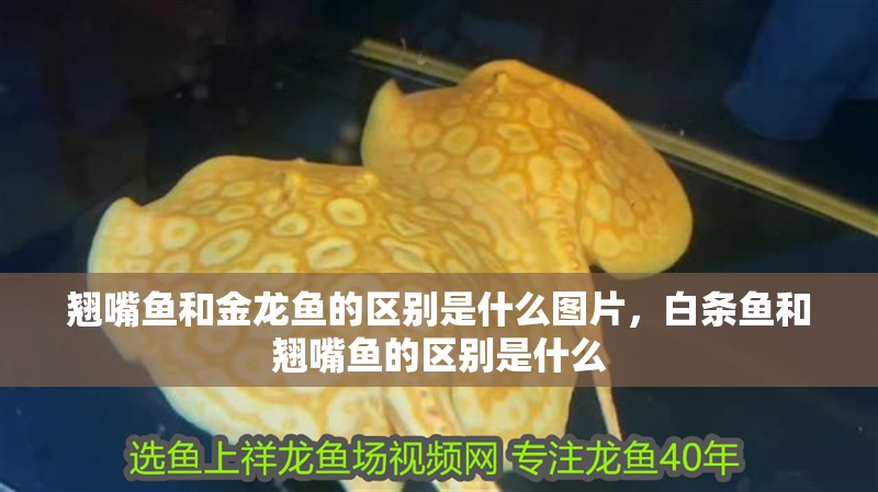 翹嘴魚和金龍魚的區(qū)別是什么圖片，白條魚和翹嘴魚的區(qū)別是什么