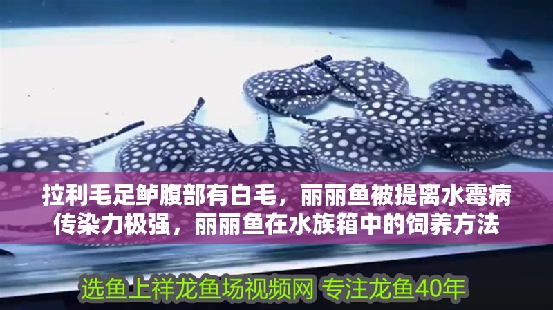 拉利毛足鱸腹部有白毛，麗麗魚被提離水霉病傳染力極強(qiáng)，麗麗魚在水族箱中的飼養(yǎng)方法