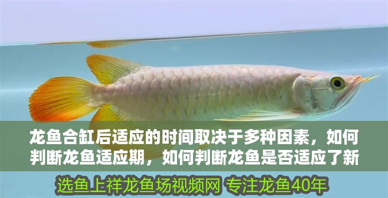 龍魚合缸后適應的時間取決于多種因素，如何判斷龍魚適應期，如何判斷龍魚是否適應了新環境？