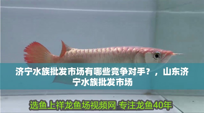 濟寧水族批發(fā)市場有哪些競爭對手？，山東濟寧水族批發(fā)市場 濟寧水族批發(fā)市場有哪些競爭對手？，山東濟寧水族批發(fā)市場 vs祥龍魚場