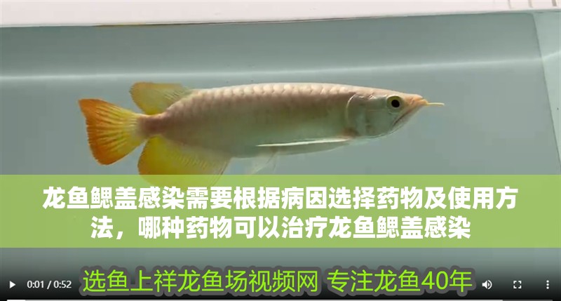 龍魚鰓蓋感染需要根據病因選擇藥物及使用方法，哪種藥物可以治療龍魚鰓蓋感染