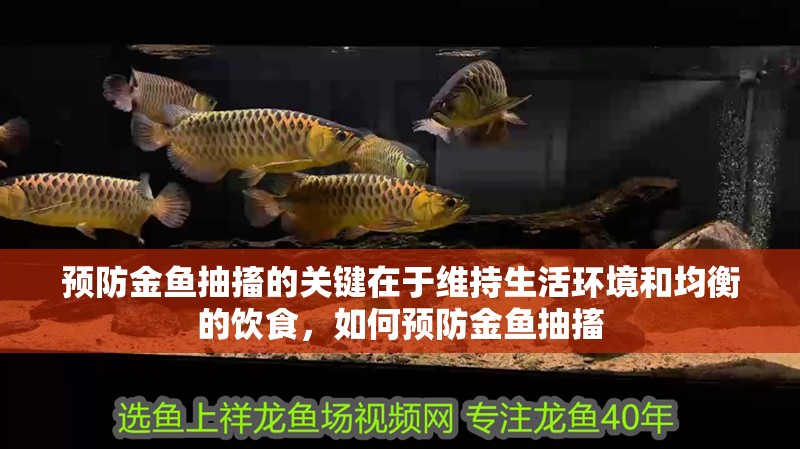 預防金魚抽搐的關鍵在于維持生活環境和均衡的飲食，如何預防金魚抽搐 預防金魚抽搐的關鍵在于維持生活環境和均衡的飲食，如何預防金魚抽搐 龍魚百科