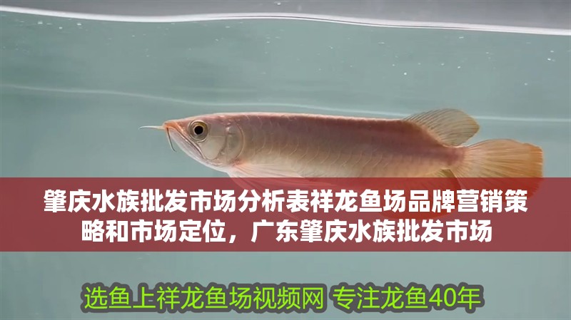 肇慶水族批發市場分析表祥龍魚場品牌營銷策略和市場定位，廣東肇慶水族批發市場