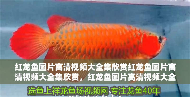 紅龍魚圖片高清視頻大全集欣賞紅龍魚圖片高清視頻大全集欣賞，紅龍魚圖片高清視頻大全集