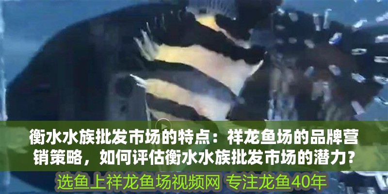 衡水水族批發市場的特點：祥龍魚場的品牌營銷策略，如何評估衡水水族批發市場的潛力？ 衡水水族批發市場的特點：祥龍魚場的品牌營銷策略，如何評估衡水水族批發市場的潛力？ vs祥龍魚場