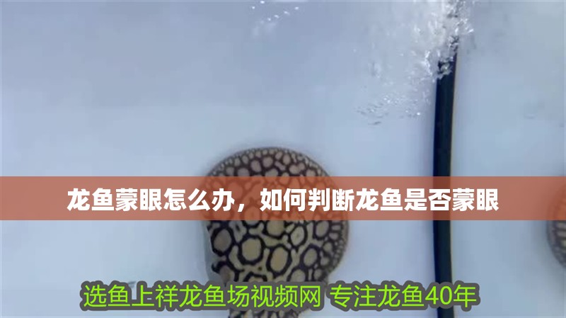龍魚蒙眼怎么辦，如何判斷龍魚是否蒙眼 龍魚蒙眼怎么辦，如何判斷龍魚是否蒙眼 龍魚百科