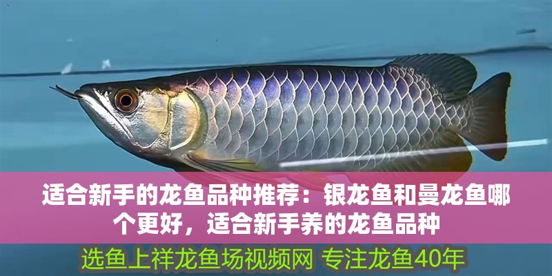 適合新手的龍魚品種推薦：銀龍魚和曼龍魚哪個更好，適合新手養的龍魚品種 適合新手的龍魚品種推薦：銀龍魚和曼龍魚哪個更好，適合新手養的龍魚品種 龍魚百科