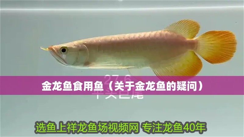 金龍魚食用魚（關于金龍魚的疑問）