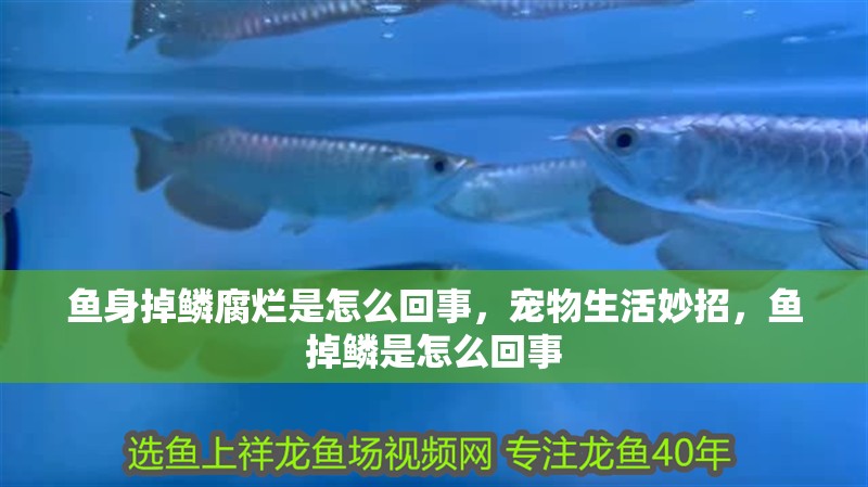 魚身掉鱗腐爛是怎么回事，寵物生活妙招，魚掉鱗是怎么回事