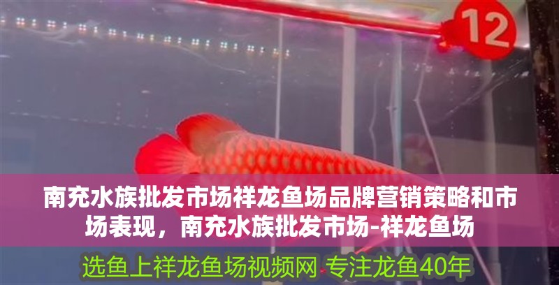 南充水族批發市場祥龍魚場品牌營銷策略和市場表現，南充水族批發市場-祥龍魚場