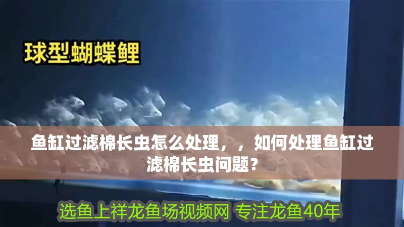 魚缸過濾棉長蟲怎么處理，，如何處理魚缸過濾棉長蟲問題？ 魚缸過濾棉長蟲怎么處理，，如何處理魚缸過濾棉長蟲問題？ 觀賞魚百科