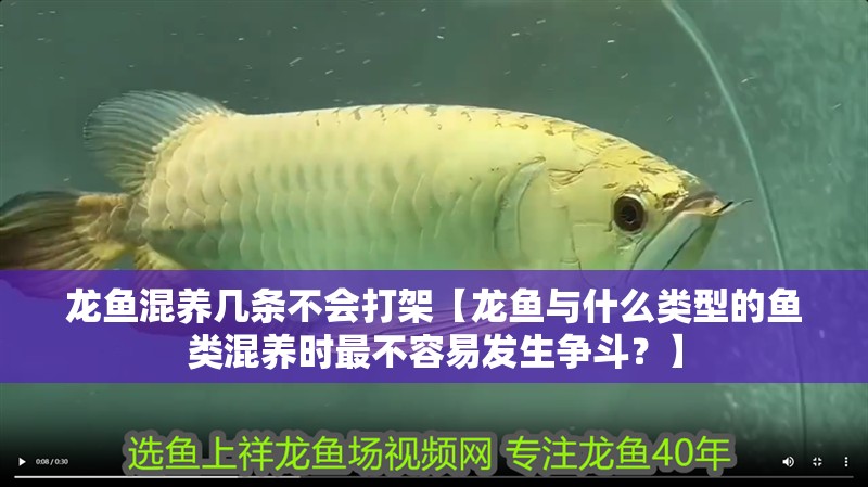 龍魚混養幾條不會打架【龍魚與什么類型的魚類混養時最不容易發生爭斗？】 龍魚混養幾條不會打架【龍魚與什么類型的魚類混養時最不容易發生爭斗？】 觀賞魚百科