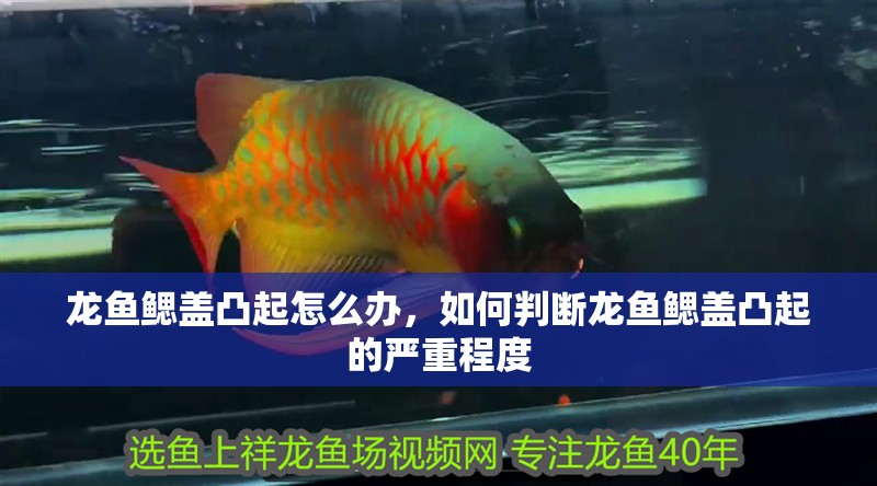 龍魚鰓蓋凸起怎么辦，如何判斷龍魚鰓蓋凸起的嚴重程度