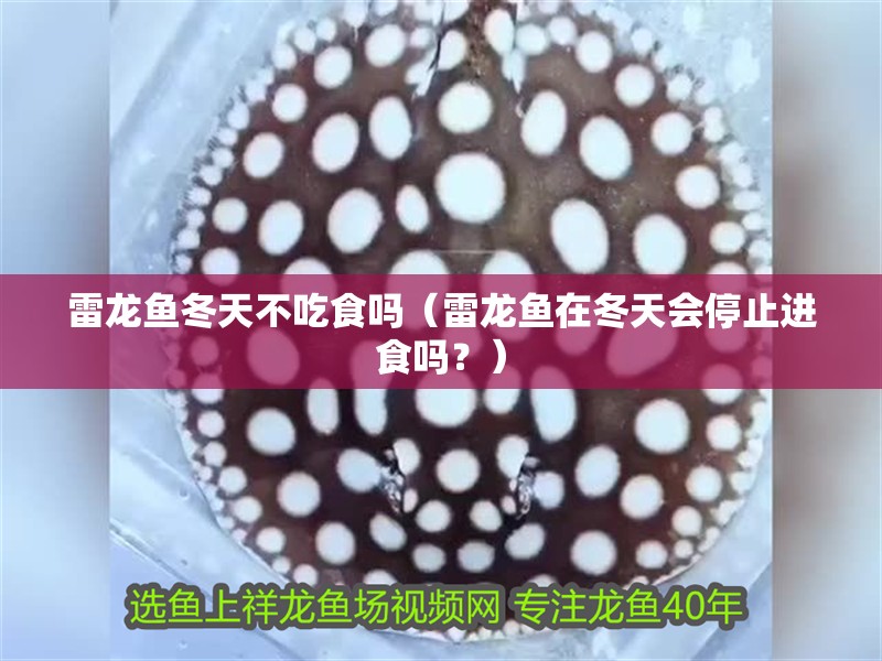 雷龍魚冬天不吃食嗎（雷龍魚在冬天會停止進食嗎？）