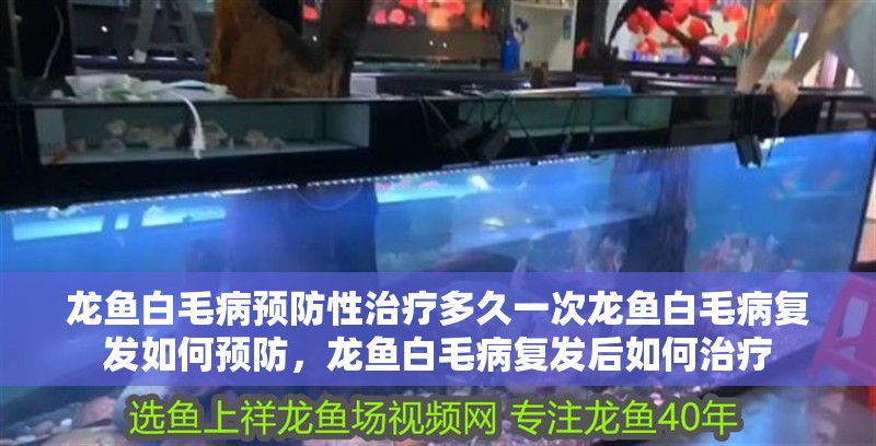 龍魚白毛病預防性治療多久一次龍魚白毛病復發如何預防，龍魚白毛病復發后如何治療